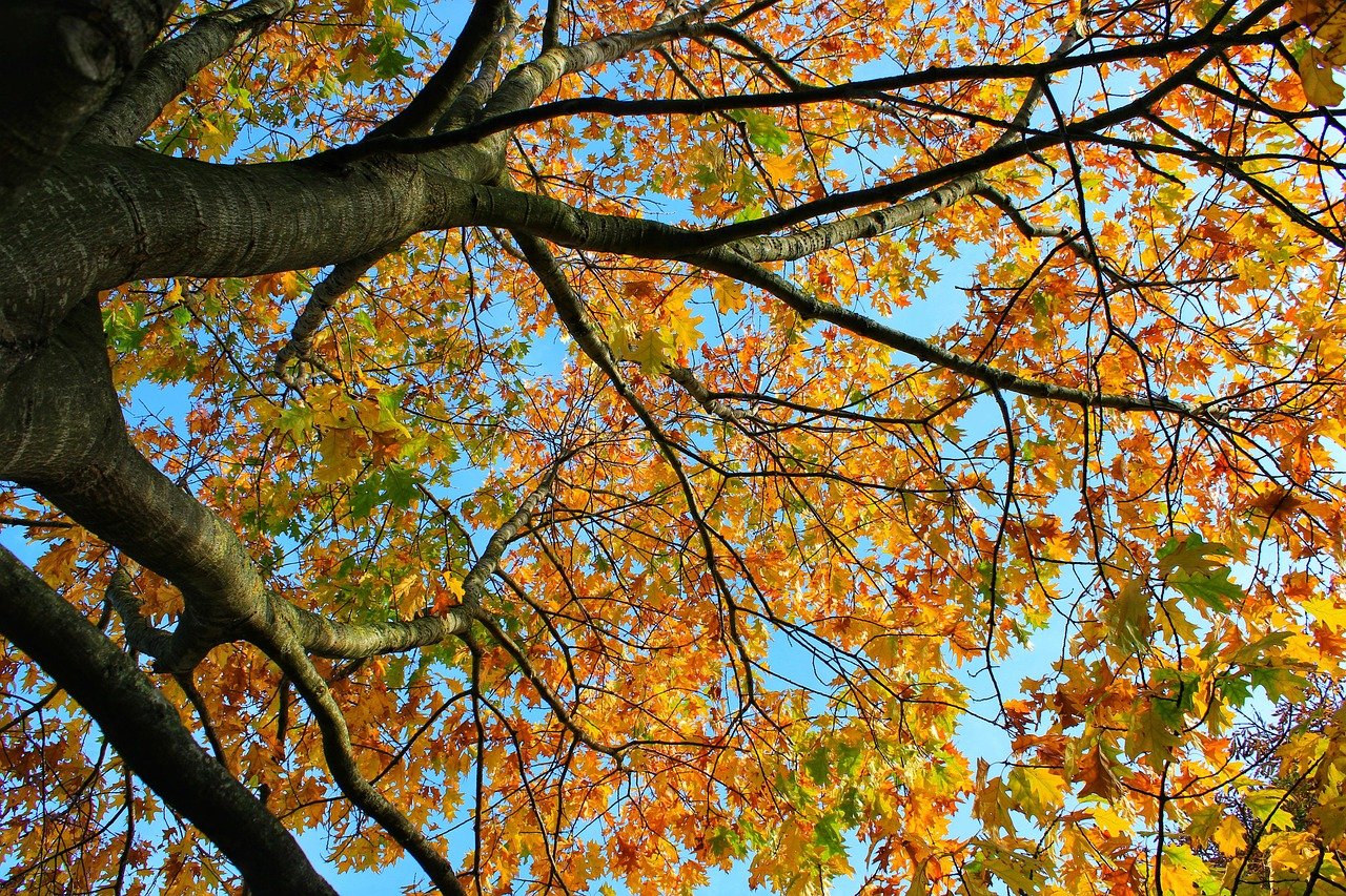 Schlichte Herbstdeko 2026: Stärken und Schwächen — Hero-Aufnahme